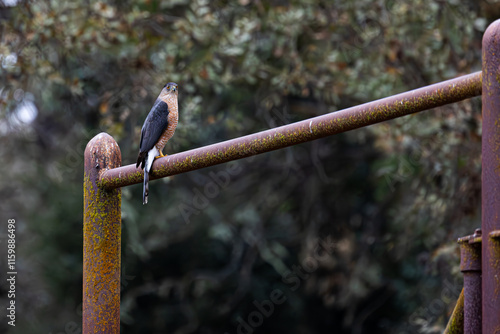 Sharp-shinned Hawk, California Wild Birds, Raptor, Birds of Prey photo