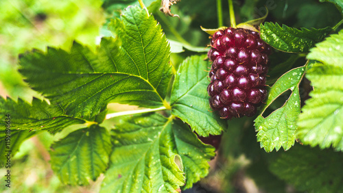 Boysenberries in the garden ripe juicy with green leaves