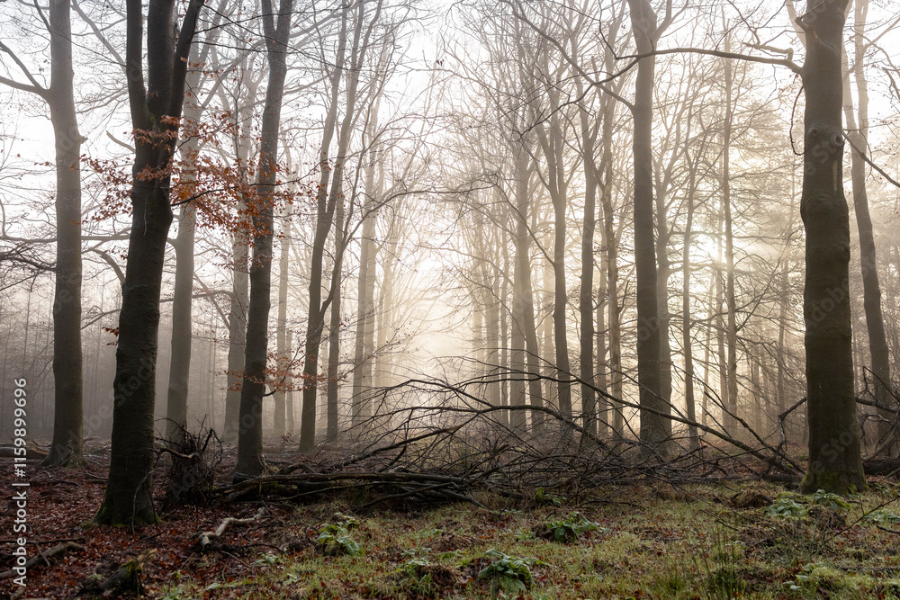 Obraz premium Eery atmosphere of woodland forest in Dutch landscape with thick mist fog. Winter wonderland weather conditions.