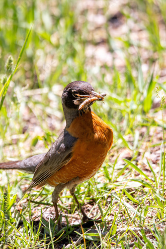 Robin eating grasshopper while walking through the grass. 