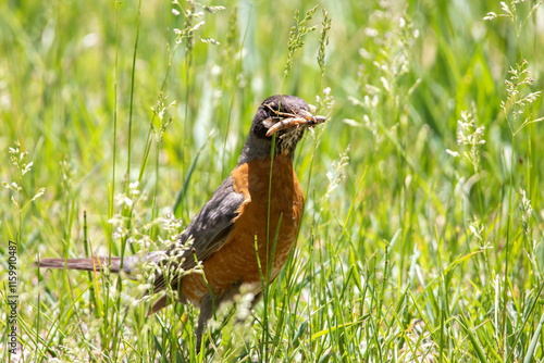 Robin in tall grass with a grasshopper in it's beak. Robin eating small insect. 