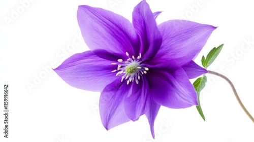 A close-up of a bright purple columbine with its intricate, spurred petals and vivid color, isolated white background