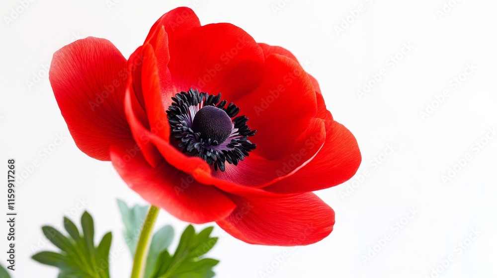 A close-up of a bright red anemone with its elegant, ruffled petals and vivid color, isolated white background A close-up of a bright red anemone with its elegant, ruffled petals and vivid color, isolated white background