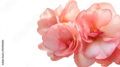 A close-up of a cluster of pink begonia flowers with their waxy texture, isolated white background, minimalistic art style