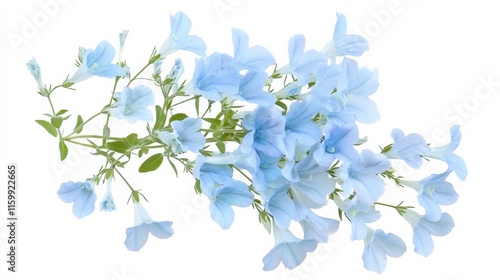 A close-up of a pale blue lobelia with its small, trumpet-shaped blooms and delicate texture, isolated white background