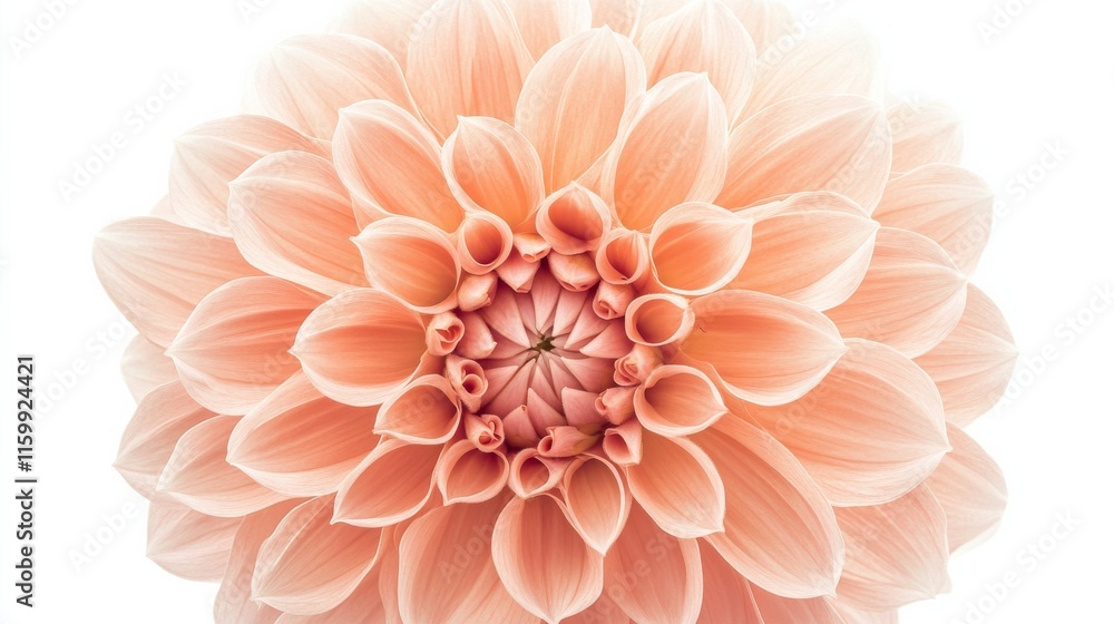 A close-up of a soft coral dahlia with its intricate, layered petals and gentle color, isolated white background A close-up of a soft coral dahlia with its intricate, layered petals and gentle color, isolated white background