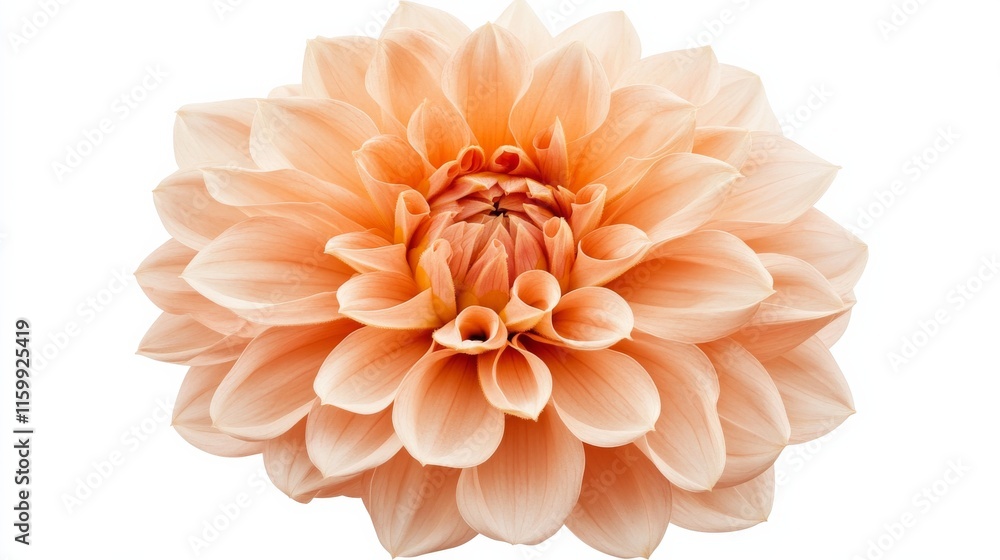 Fototapeta premium A close-up of a soft peach-colored dahlia with its ruffled petals and gentle color, isolated white background, minimalistic art style