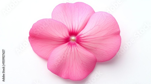 A close-up of a vibrant pink impatiens with its smooth, rounded petals and delicate texture, isolated white background