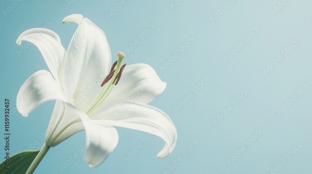 Fototapeta premium A delicate white lily against a calm sky blue background, diagonal close-up shot, Minimalist style