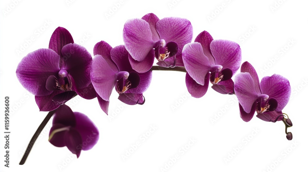 Fototapeta premium A detailed shot of a deep purple orchid with its velvety petals and rich color, isolated white background, minimalistic art style