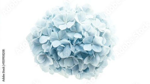 A detailed shot of a pale blue hydrangea with its rounded, clustered blooms and subtle color, isolated white background