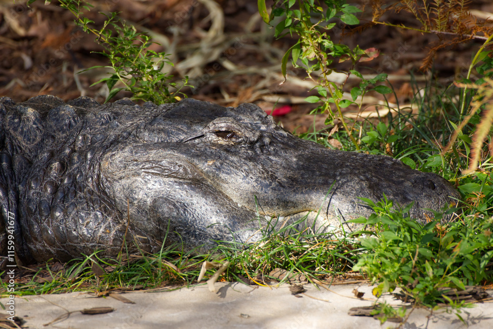 Fototapeta premium Alligator relaxing on grass and beside trees 