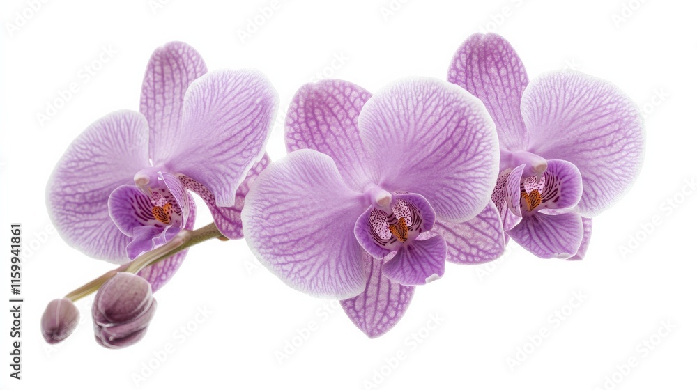 A detailed shot of a soft lavender orchid with its smooth, patterned petals and subtle color, isolated white background A detailed shot of a soft lavender orchid with its smooth, patterned petals and subtle color, isolated white background