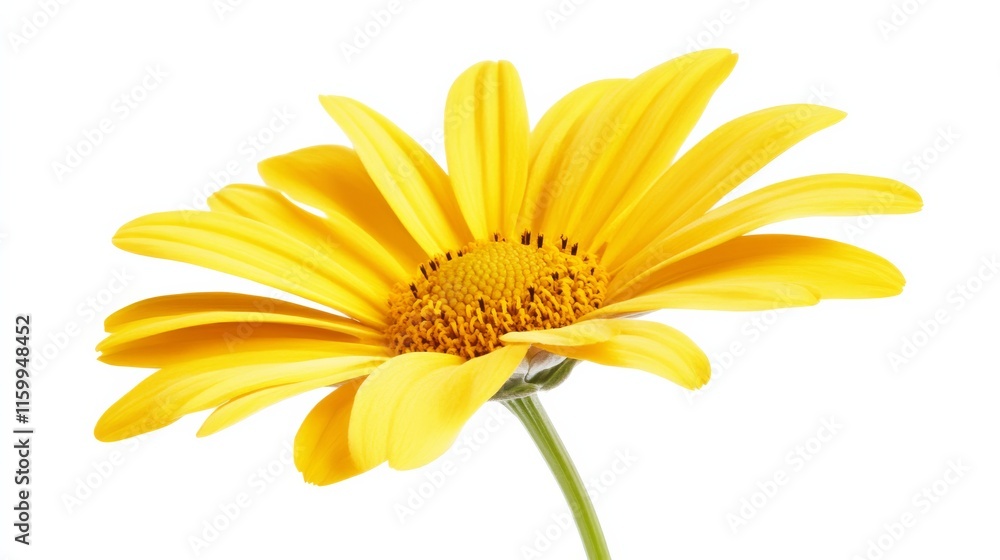 Fototapeta premium A detailed shot of a vibrant yellow dahlia flower in full bloom, isolated white background, minimalistic art style