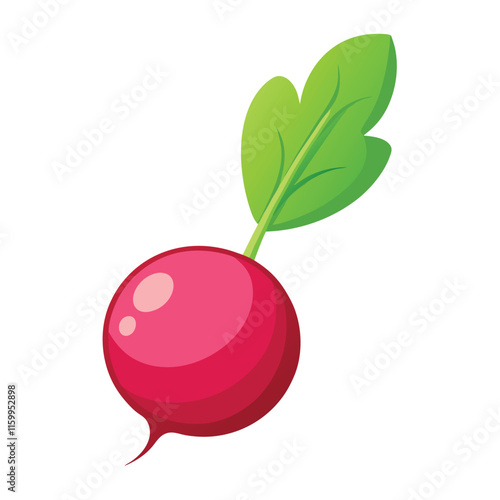 Radish Vector Illustration Isolated on White Background with Detailed Design