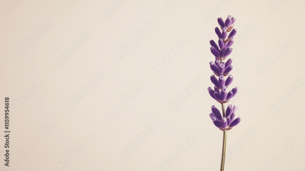 A single deep purple lavender against a pale beige background, diagonal close-up shot, Minimalist style A single deep purple lavender against a pale beige background, diagonal close-up shot, Minimalist style