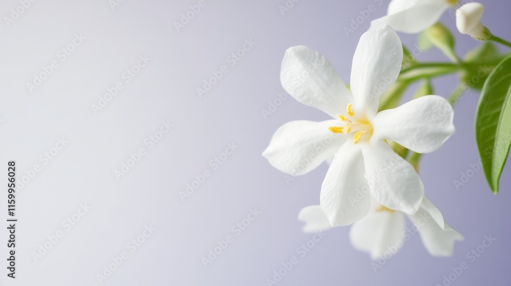 A single pure white jasmine blossom in a light lavender backdrop, close-up shot, Serene style A single pure white jasmine blossom in a light lavender backdrop, close-up shot, Serene style