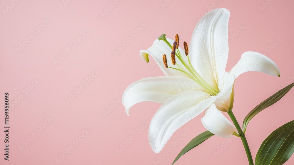 Obraz premium A single pure white lily against a soft pastel pink background, close-up shot, Minimalist style