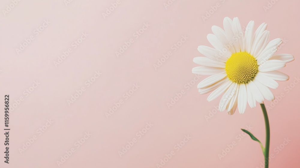 A single soft yellow daisy against a pale rose background, angled close-up shot, Minimalist style A single soft yellow daisy against a pale rose background, angled close-up shot, Minimalist style