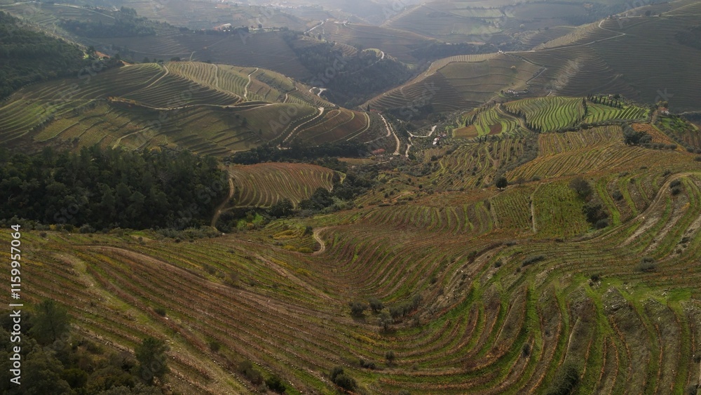 Obraz premium Aerial view of Vineyards in Douro valley - a unesco world heritage site in Portugal on a day with cloudy sky.