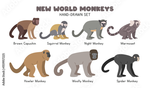 New World monkeys cartoon clipart set. tufted capuchin, squirrel monkey, night monkey, marmoset, brown howler, woolly, spider monkey vector illustrations in flat style. Hand-drawn wild animals concept