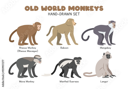 Old World monkeys cartoon clipart set. Rhesus macaque, baboon, mangabey, mona monkey, colobus monkey, langur vector illustrations in flat style. Hand-drawn wild animals concept