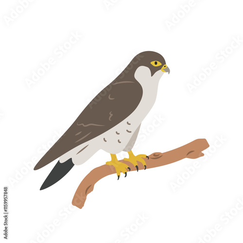 Peregrine falcon cartoon clipart. Falcon vector illustration in flat style. Hand-drawn wild animal concept