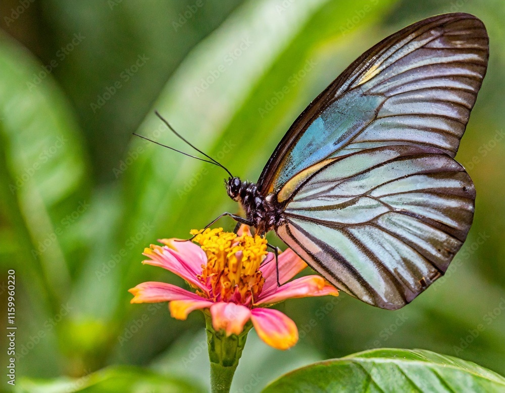The Transparent-Winged Glasswing Butterfly Perched on a Tropical Flower