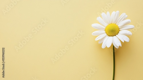 A solitary white daisy in a light yellow background, top-down shot, Simple style photo