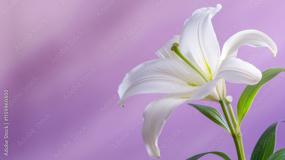 Fototapeta premium A solitary white lily in a soft lavender background, close-up shot, Elegant style
