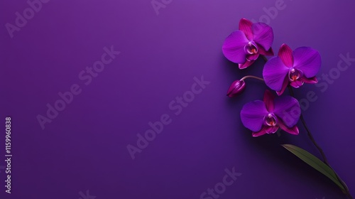 Wallpaper Mural A striking purple orchid with elegant, elongated petals, on a deep purple background Torontodigital.ca
