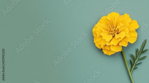 Wallpaper Mural A vibrant yellow marigold against a muted olive green background, diagonal close-up shot, Minimalist style Torontodigital.ca