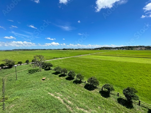 Scenery of rice paddies in Japanese summer photo