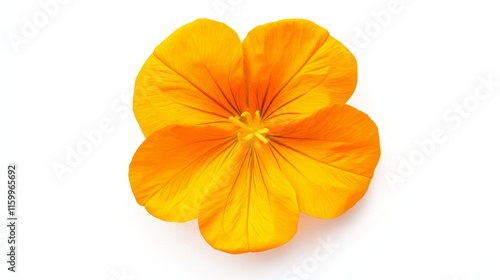 An intricate shot of a bright orange nasturtium with rounded petals and a yellow throat, isolated white background, minimalistic art style photo