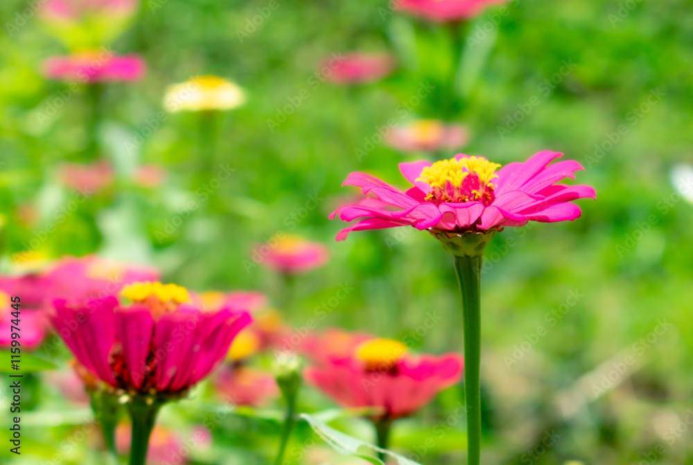 Two red zinnia flowers blooming fully among the blurred green grass. Two red zinnia flowers blooming fully among the blurred green grass.