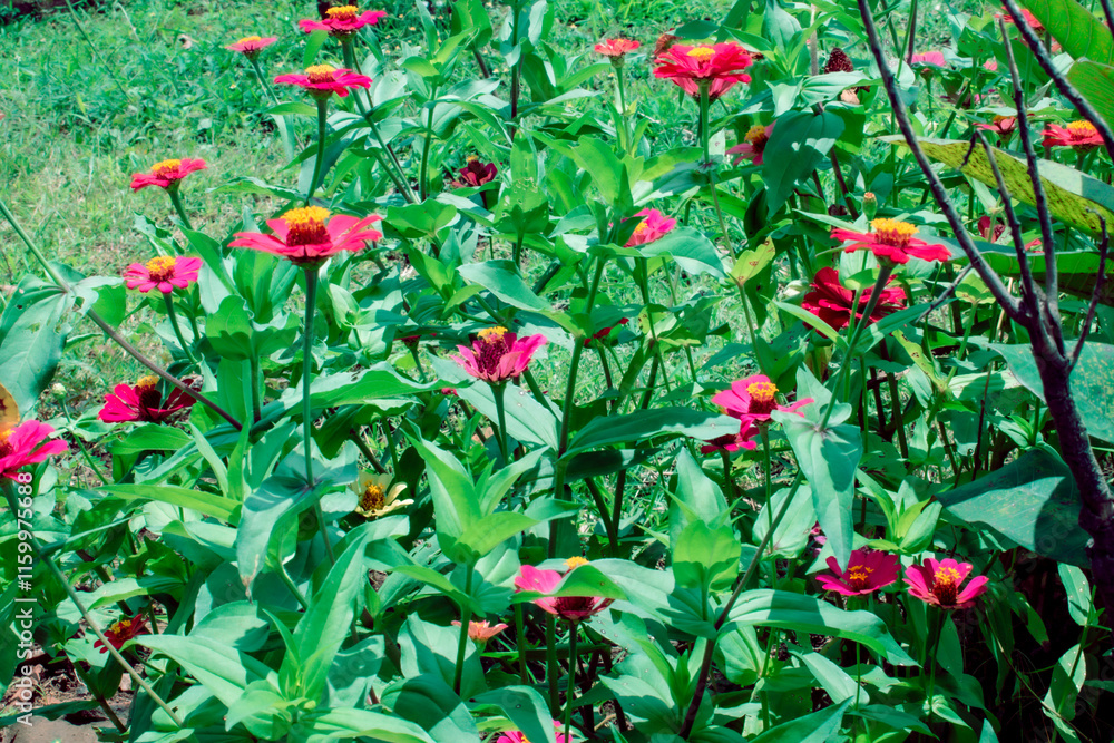 Naklejka premium The zinnia flowers blooming fully in the middle of the green leaves