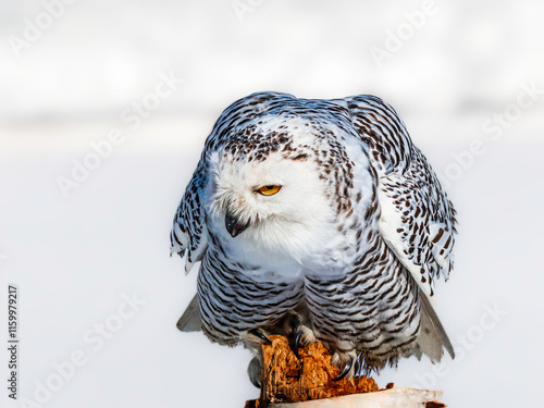 Snowy owl (Bubo scandiacus) perching on a pole on a cold winter morning,    Southern Ontario photo