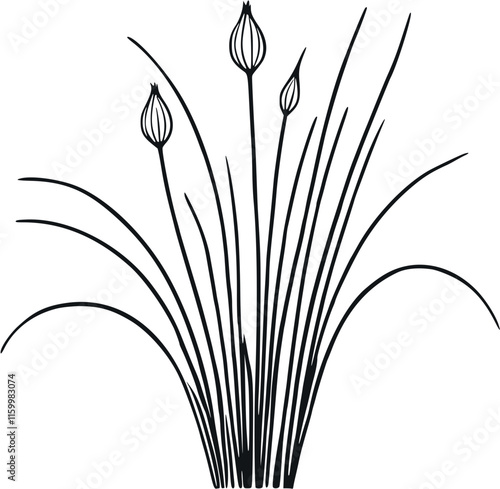 chives