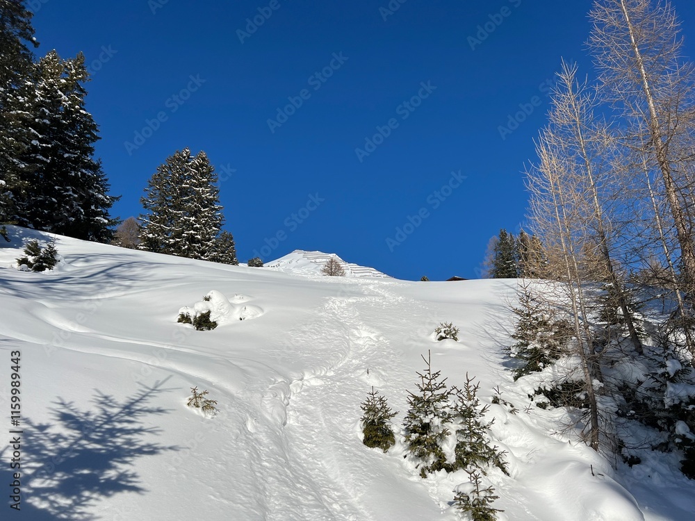 Obraz premium Wonderful winter hiking trails and traces in the fresh alpine snow cover of the Swiss Alps and over the tourist resort of Davos - Canton of Grisons, Switzerland (Kanton Graubünden, Schweiz)