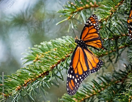 Millions of Monarch Butterflies Overwintering in the Oyamel Fir Forests of Mexico photo