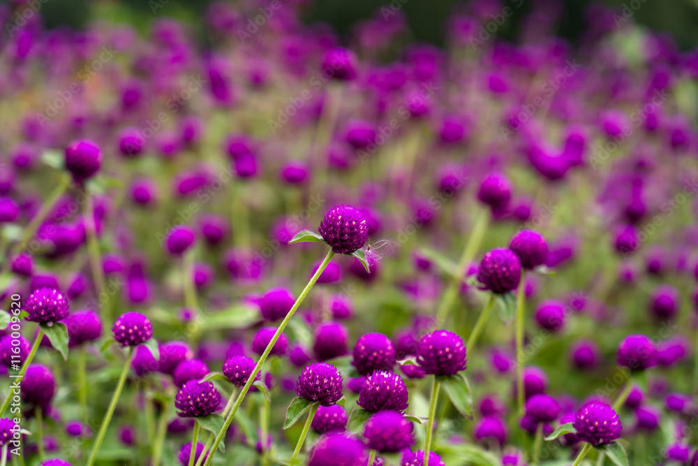 People Harvesting Globe Amaranth for Tihar Garlands in Kathmandu, Nepal People Harvesting Globe Amaranth for Tihar Garlands in Kathmandu, Nepal
