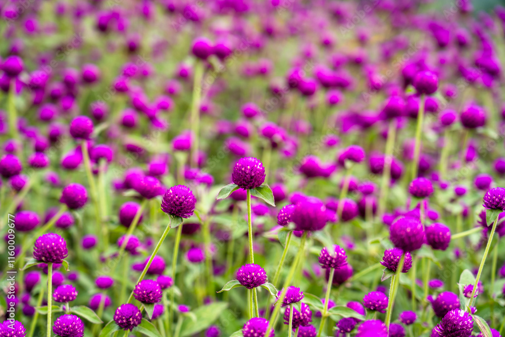 People Harvesting Globe Amaranth for Tihar Garlands in Kathmandu, Nepal People Harvesting Globe Amaranth for Tihar Garlands in Kathmandu, Nepal