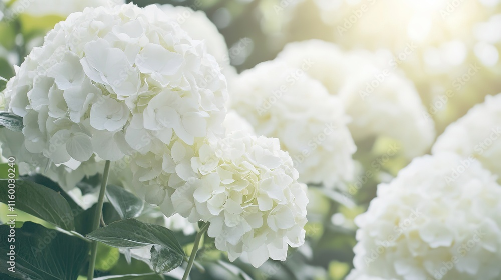 Close-up of Pristine White Flowers Blooming in a Garden, Showcases a Natural Floral Background for Serene Ambiance Close-up of Pristine White Flowers Blooming in a Garden, Showcases a Natural Floral Background for Serene Ambiance