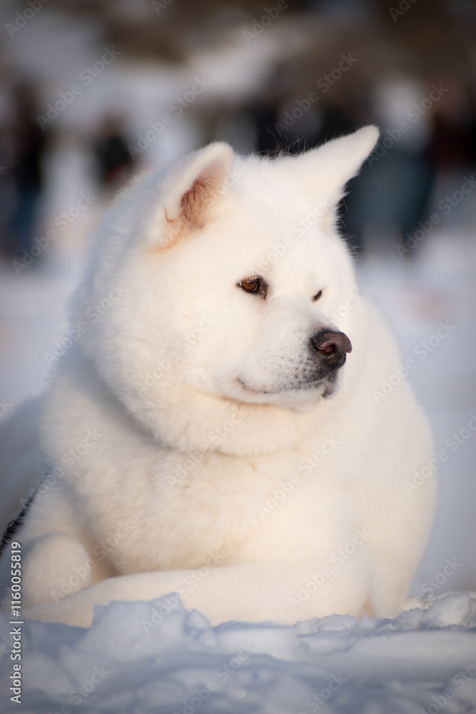 Obraz premium Samoyed in snow