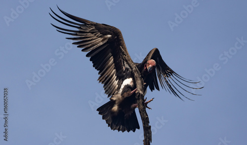 Red headed vulture