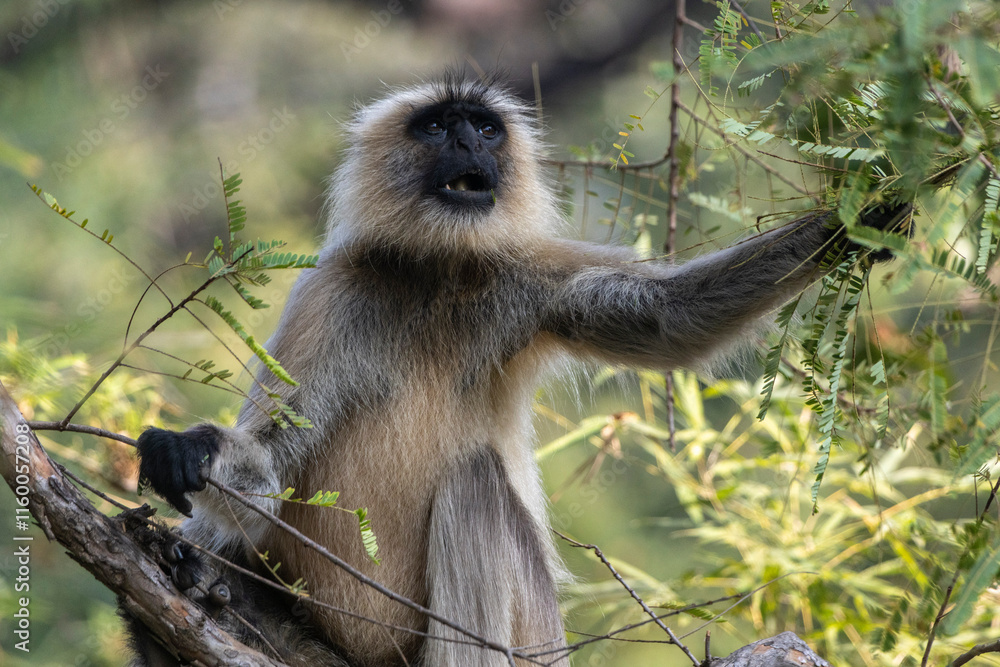 Fototapeta premium Langur monkeys