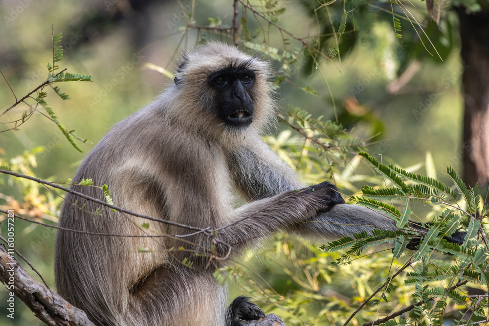 Obraz premium Langur monkeys