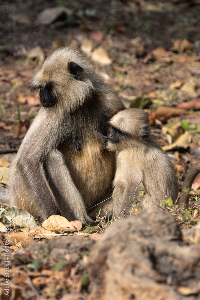Obraz premium Langur monkeys