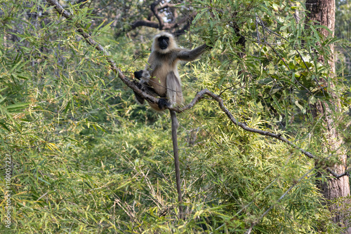 Canvas Print Langur monkeys
