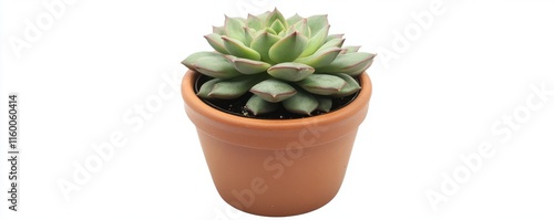 Green succulent plant in terracotta pot on white background